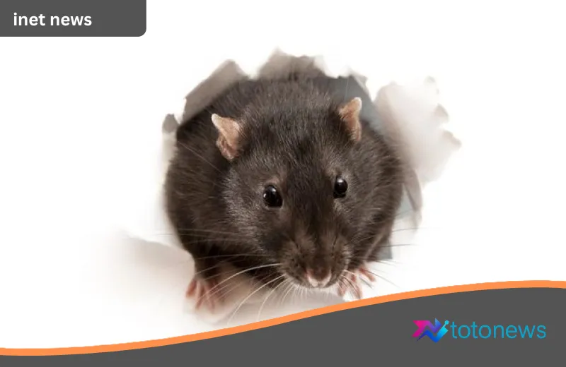 Ancaman Hantavirus di Balik Bayang-Bayang Pengerat: Pakar BRIN Beberkan Fakta Sains dan Langkah Mitigasi