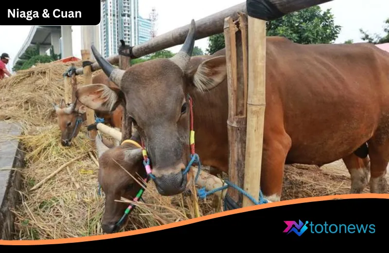 Stok Melimpah! TotoNews Mengulas Surplus Hewan Kurban 2026: Pasokan Aman dan Kesehatan Ternak Terjamin Nasional