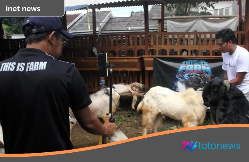 Transformasi Digital dari Balik Kandang: Kisah Sukses Peternak Malang Jajakan Kambing Kurban Lewat Layar Ponsel