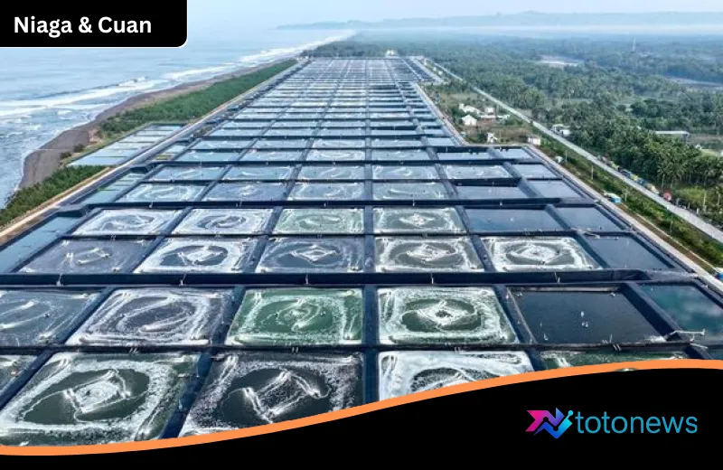 Kebumen Menembus Pasar Global: 80 Ton Udang Kualitas Premium Siap Guncang Amerika Serikat di Bawah Pantauan Prabowo