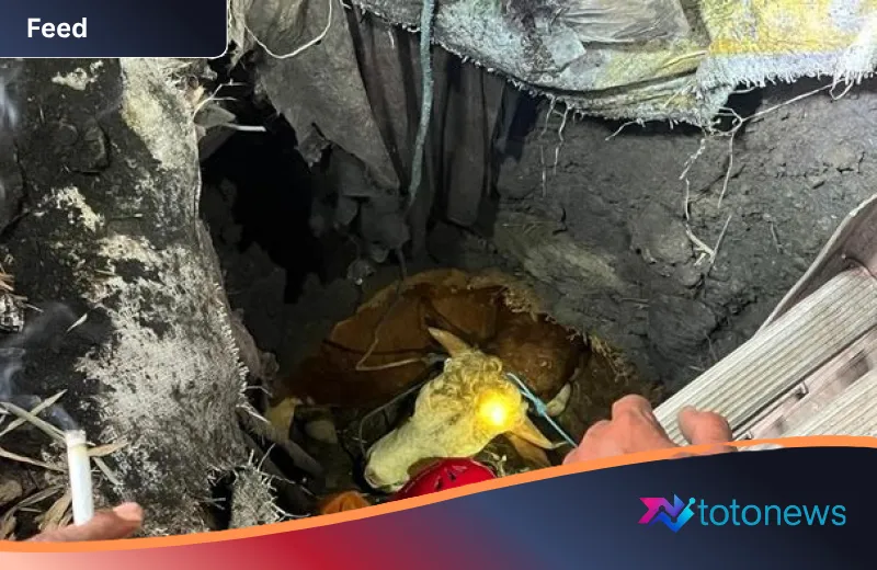 Menegangkan! Aksi Heroik Damkar Mojokerto Evakuasi Sapi Kurban dari Dasar Septic Tank Sedalam 6 Meter