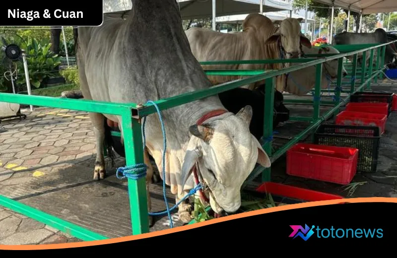 Kabar Gembira Jelang Idul Adha: DJP Pastikan Transaksi Hewan Kurban Bebas Pajak PPN