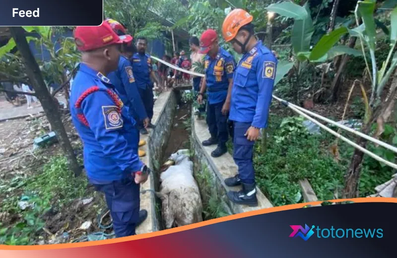 Drama Sapi Kurban di Babakan Madang Bogor: Mengamuk Saat Diberi Makan hingga Terperosok ke Selokan Dalam