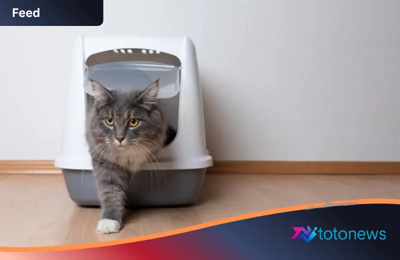Fenomena Global Pecinta Anabul: Mengulas 8 Negara dengan Populasi Kucing Peliharaan Terbanyak di Dunia