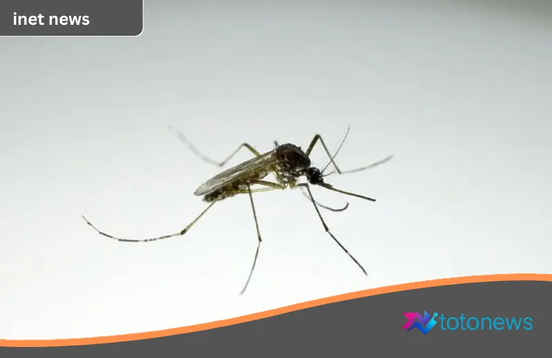 Misi Ambisius Google: Melepas 32 Juta Nyamuk Rekayasa demi Perangi Wabah Penyakit Global