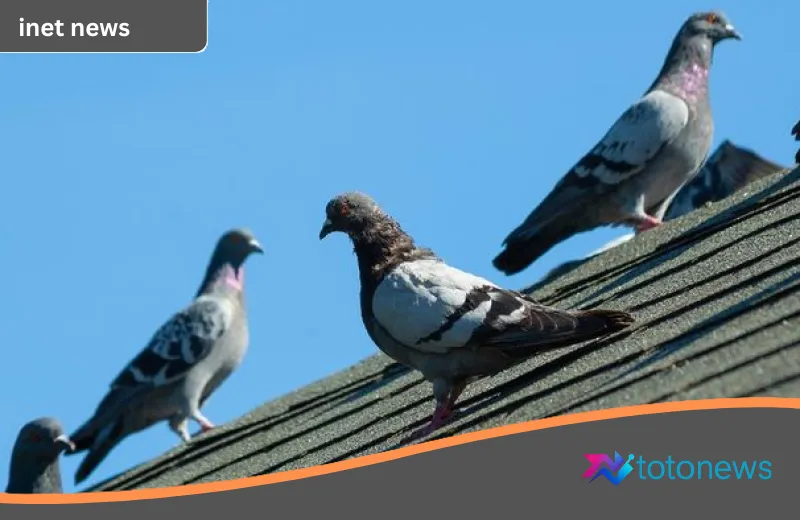 Menyingkap Rahasia Navigasi Merpati: Teknologi ‘GPS’ Alami yang Tertanam dalam Jantung Biologis