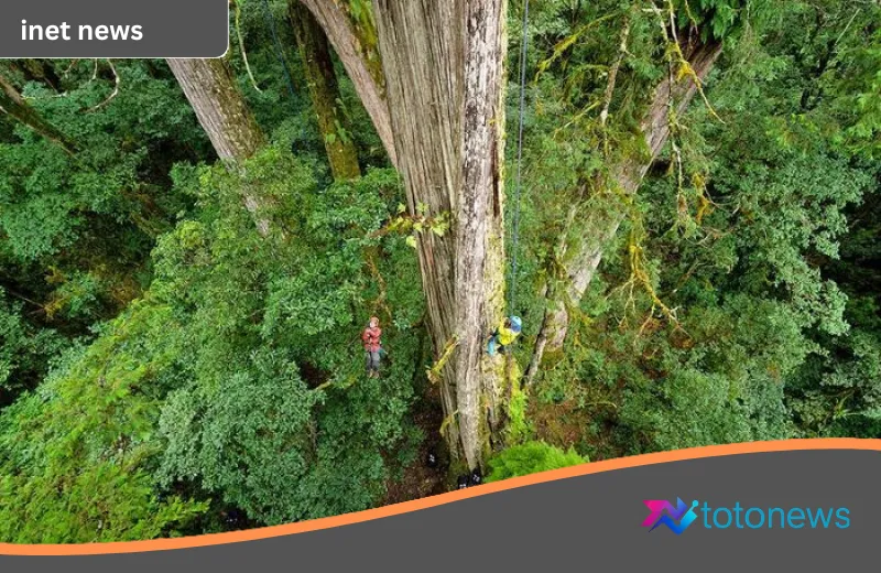 Menyingkap Misteri ‘Pedang Langit’: Jejak Epik Penemuan Pohon Tertinggi di Asia Timur