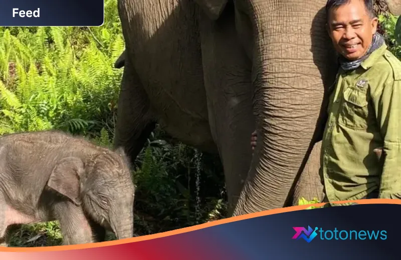 Harapan Baru dari Rimba Tesso Nilo: Mengenal ‘Nona Seroja’, Sang Simbol Ketangguhan Gajah Sumatera