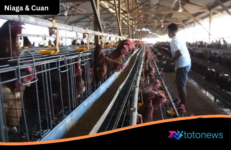 Langkah Besar Danantara: Suntikan Rp 5 Triliun untuk Revolusi Hilirisasi Ayam Nasional