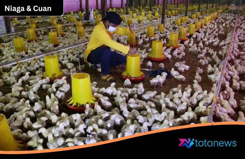 Jeritan Peternak Ayam Broiler: Harga Terjun Bebas di Kandang, Kerugian Mencapai Ratusan Juta Rupiah