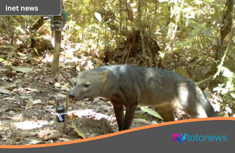 Menyibak Tabir Sang ‘Anjing Hantu’: Rahasia Spesies Paling Misterius di Jantung Amazon Akhirnya Terungkap Setelah 25 Tahun
