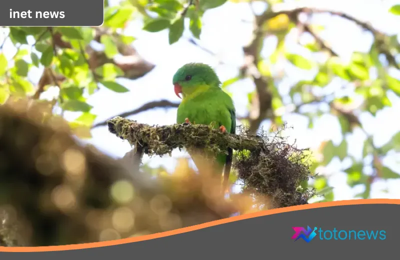 Keajaiban di Puncak Kapalatmada: Kembalinya Perkici Muka Biru, Sang Penunggu Hutan Pulau Buru yang Hilang Seabad