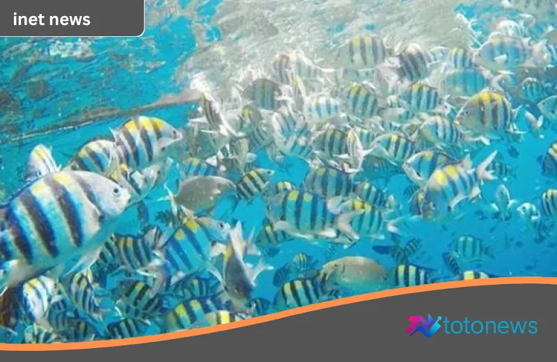 Misteri Intelijen Bawah Laut: China Klaim Ikan dan Kura-Kura Digunakan Sebagai Mata-Mata Asing