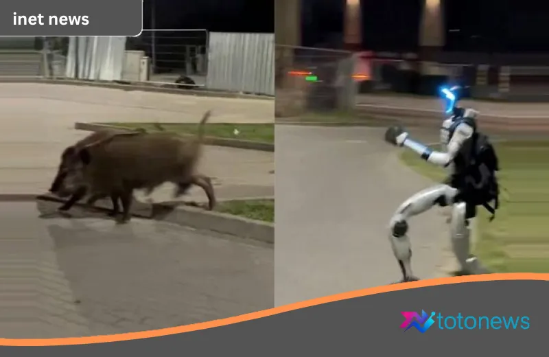 Aksi Kocak Robot Humanoid ‘Edward’ Kejar Kawanan Babi Hutan di Polandia Jadi Viral