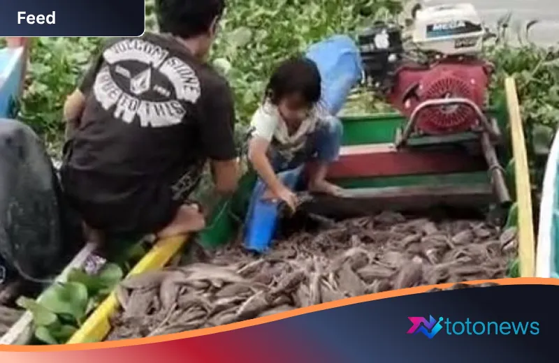 Antara Hama dan Berkah: Bagaimana Warga Sidrap Mengolah Ikan Sapu-sapu Menjadi Peluang Ekonomi
