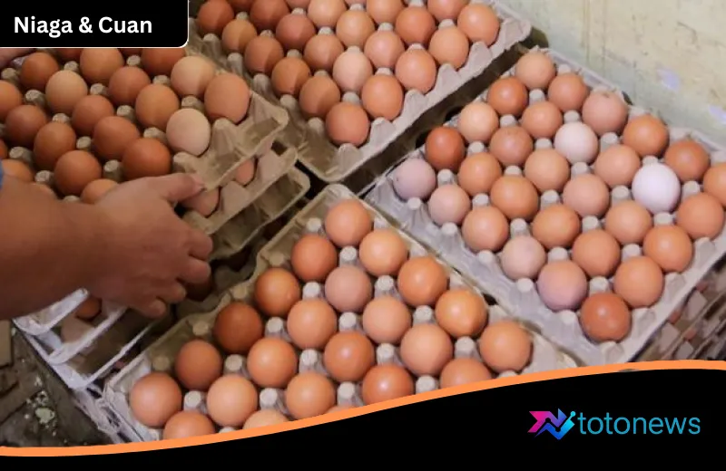 Harga Telur Anjlok di Tengah Melambungnya Pakan, Program Makan Bergizi Gratis Jadi Tumpuan Harapan Peternak
