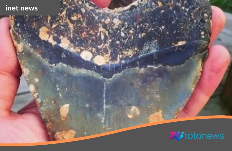Harta Karun dan Misteri: Deretan Penemuan Tak Terduga di Pesisir Pantai Serta Kedalaman Samudra