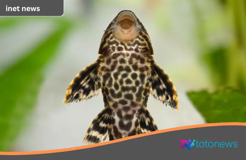 Jakarta Darurat Ikan Sapu-sapu: Mengapa Spesies Invasif Ini Menjadi Target Utama Pramono Anung?