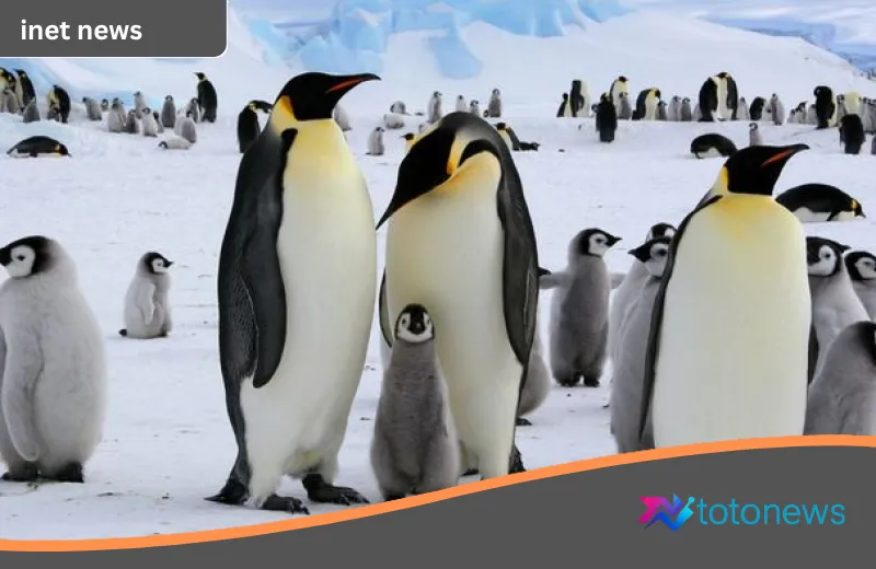 Lonceng Kematian di Ujung Es: Penguin Kaisar dan Anjing Laut Antartika Kini di Ambang Kepunahan