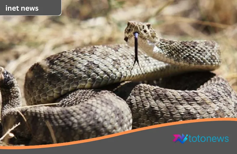 Mengintip Rahasia “Mega-Sarang” Ular Terbesar di Colorado: Studi Terbaru Ungkap Sisi Lembut Sang Predator