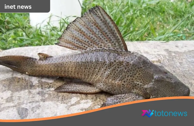 Mengubah Stigma “Ikan Pembersih”: BRIN Buka Peluang Budidaya Ikan Sapu-Sapu Layaknya Lele
