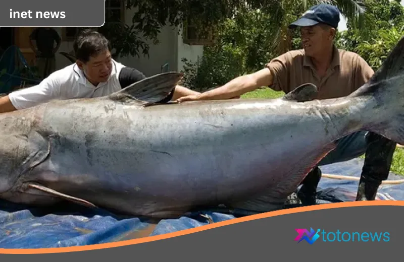 Misteri Raksasa Mekong: Kisah Lele Seberat Beruang yang Menjadi Legenda Meja Makan