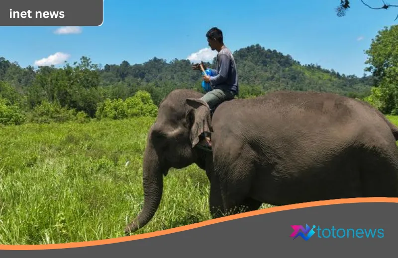 Mitos Gajah Pemuja Bulan: Menguak Benang Merah Antara Hoaks Viral dan Fakta Sains