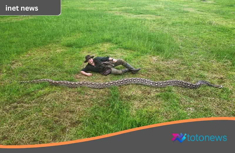 Rekor Dunia dari Maros: Pesona ‘Ibu Baron’, Ular Sanca Terpanjang Sejagat yang Ditemukan di Sulawesi