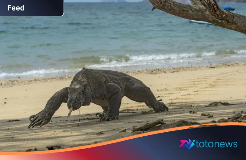 Skandal Perdagangan Satwa: Pencuri Komodo Asal Manggarai Timur Diringkus Polisi Usai Kabur ke Surabaya