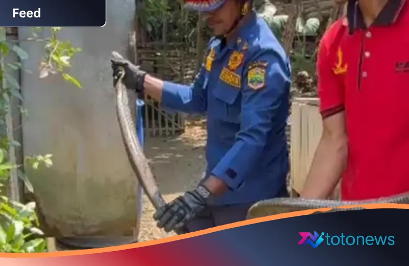 Teror Mencekam di Ciamis: King Kobra 3 Meter Ditemukan Bersembunyi di Kamar Mandi Warga